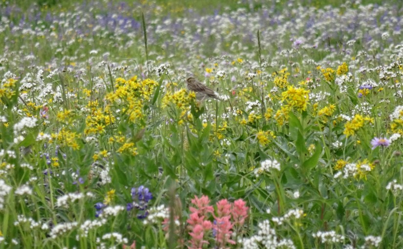 Lina stelt zich&nbsp;voor